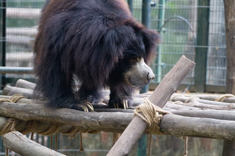 Bear in rehab healing up