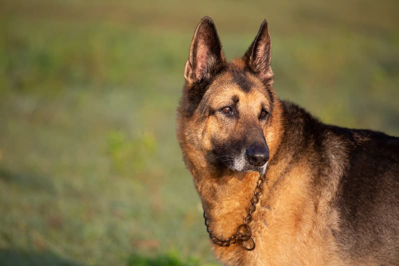 Dog with chain collar on