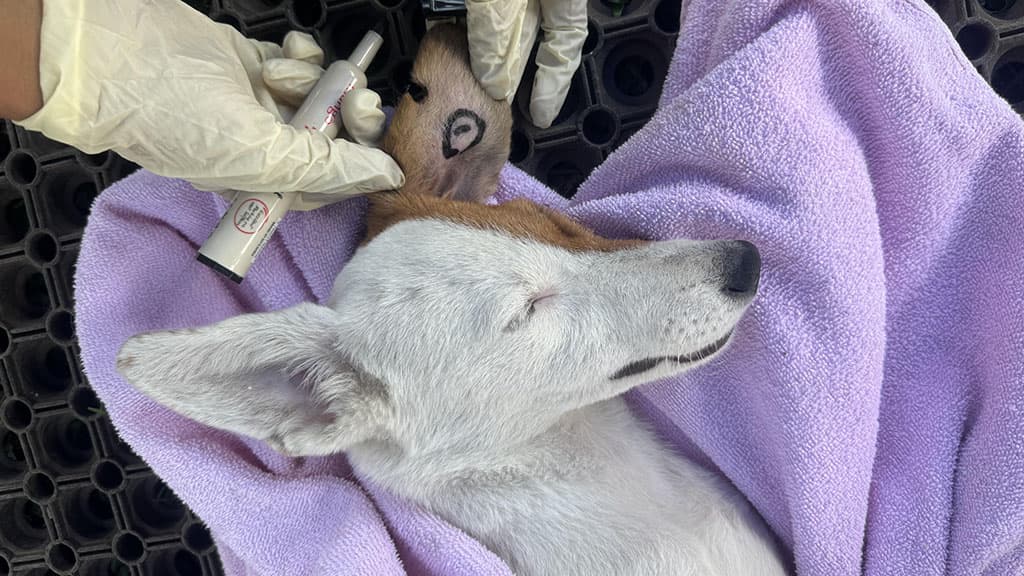 Dog asleep having an injection