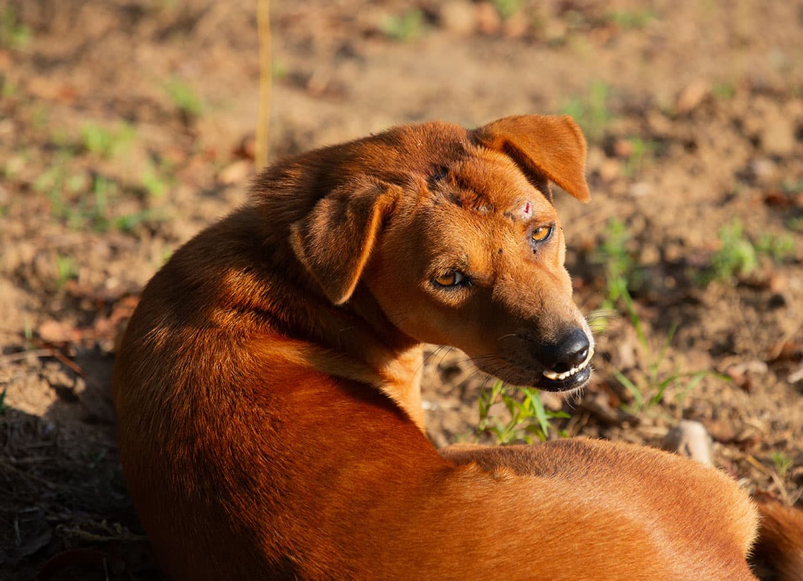 Dog in the wild with scratch