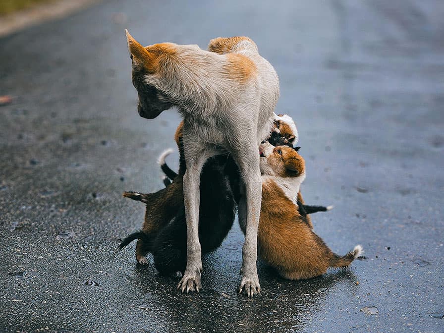 Stray mother dog on street with pups