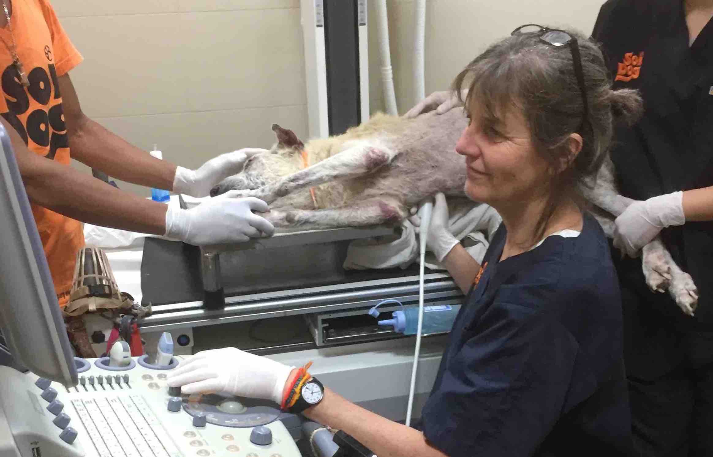 Veterinarian performing an ultrasound scan on a dog