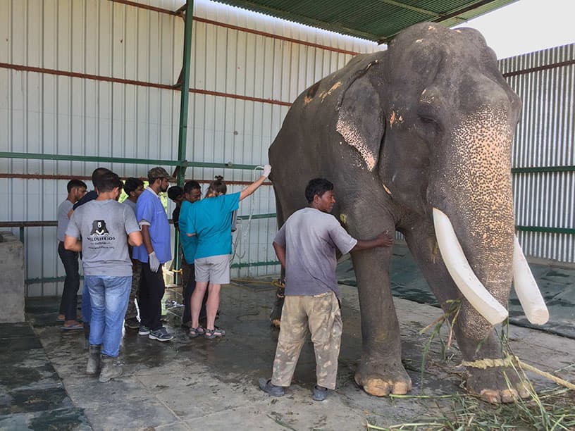 Veterinarians performing an ultrasound scan on an elephant