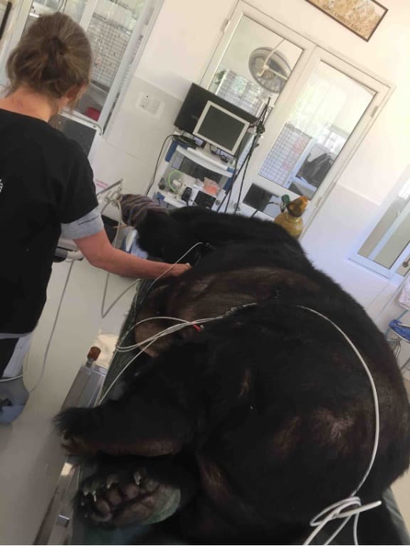 Veterinarian performing a scan on a bear